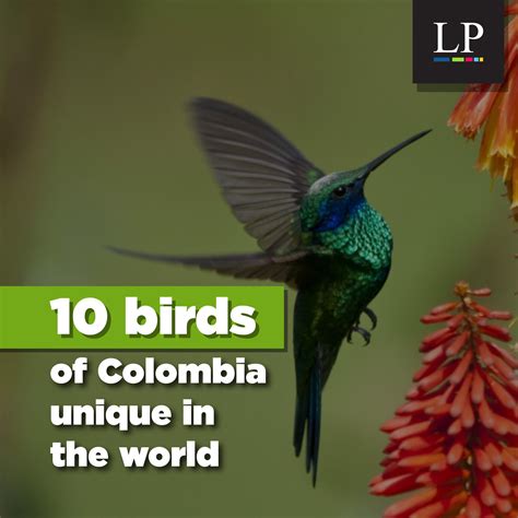 Gallery: 10 birds of Colombia unique in the world - LatinAmerican Post