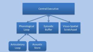 Image result for Working Memory Model