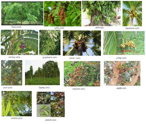 கவிதைப்பேழை: அப்படியே நிற்கட்டும் அந்த மரம்: கேள்விகள் மற்றும் பதில்கள் ...