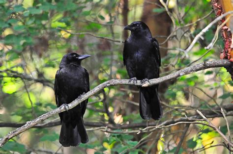 8 Uncanny Facts About Crows