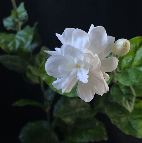 Arabian Jasmine Live Plant Jasminum Sambac: small Gardenia - Etsy
