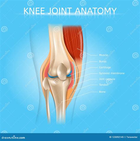 Human Knee Joint Anatomy Realistic Vector Scheme Stock Vector ...