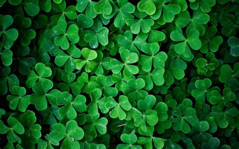 Wallpapers Shamrock - Wallpaper Cave