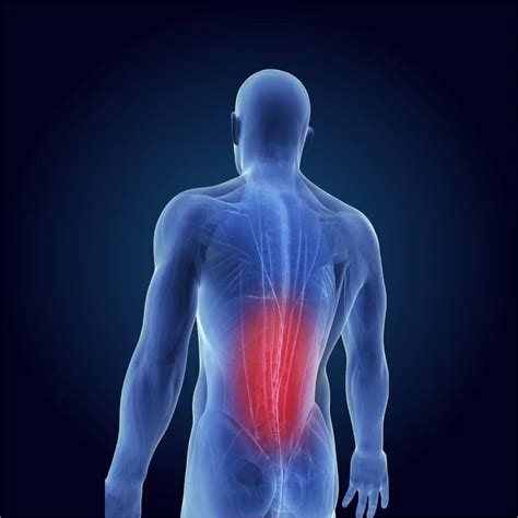 Image result for Lower Back Muscle Pain