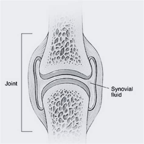 Synovial Fluid Health: 5 Proven Ways To Improve