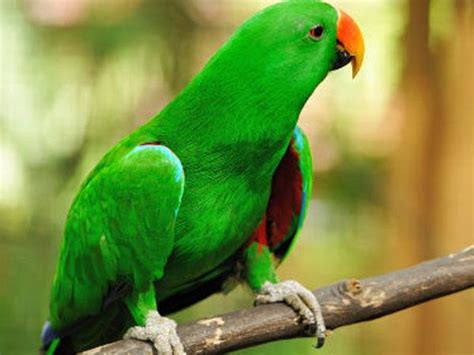 Image result for Parrot Search Algorithm