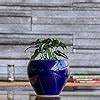 UGAOO Apple Ceramic Pot - Big (Dark Blue) : Amazon.in: Garden & Outdoors