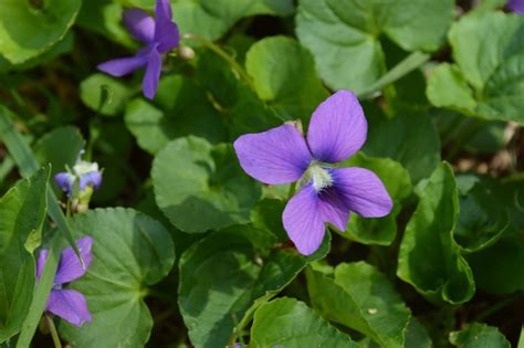 Helen A. Lockey: Wild Edible Violets, N.C. Style