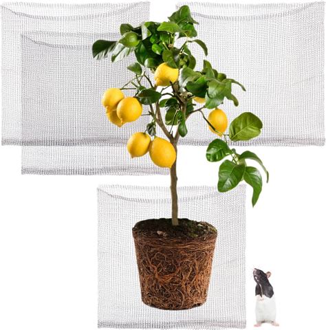 Image result for Tree Root Guard