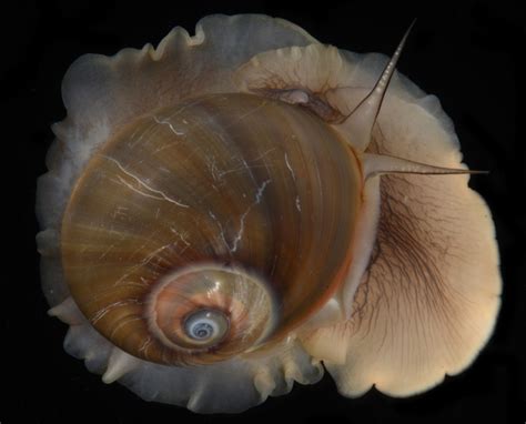 Predators Of Snails