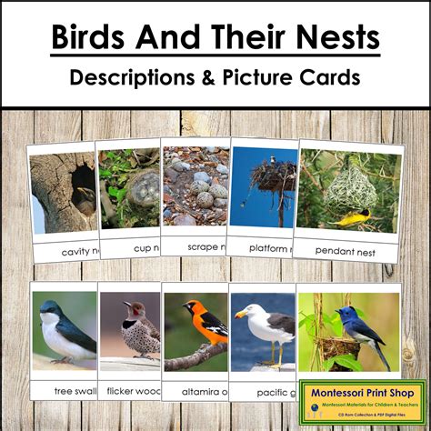 Birds and Their Nests - Information & Photographic Cards | Made By Teachers