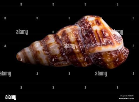 Image result for Shell Colour