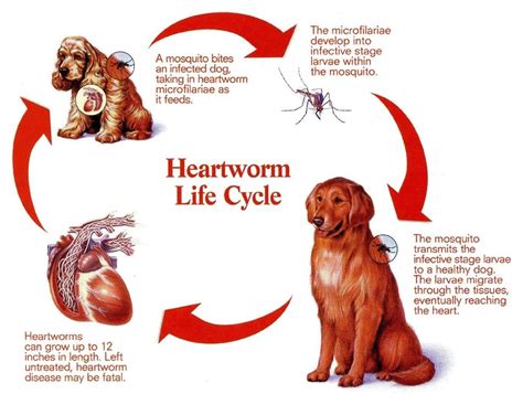 Heart worm Prevention For Pets in Cave Creek Arizona