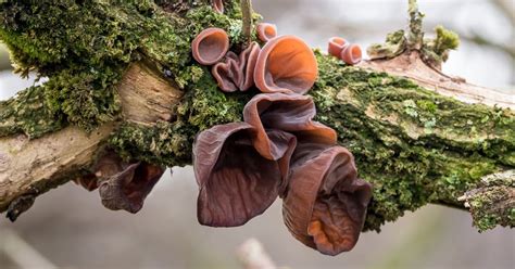 Wood ear mushrooms : To protect the mind, heart, intestines and joints ...