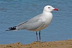 gabbiano corso vogelwarte ch gabbiano corso gabbiano corso vogelwarte ch gabbiano corso