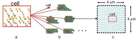 Cell Simulation 的图像结果