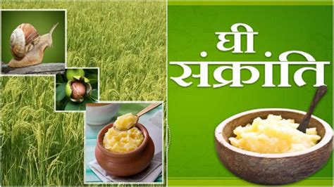 घी संक्रांति पर घी खाने का महत्व | Ghee Sankranti 2023: benefits of ...