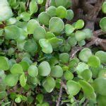 Portulacaria afra