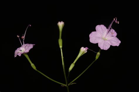 Commicarpus chinensis (L.) Heimerl | Plants of the World Online | Kew ...