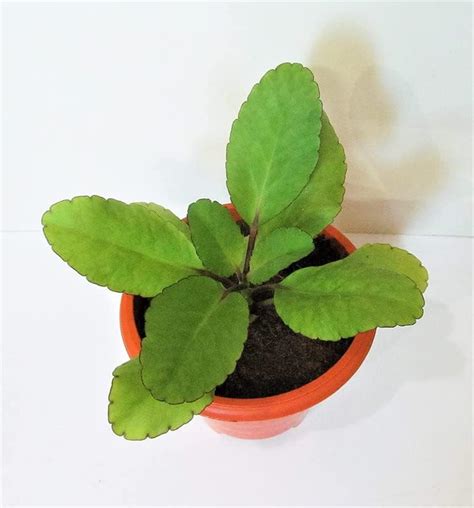 Royal Gardens Panfuti/Bryophyllum Pinnatum/Miracle Leaf Plant ...