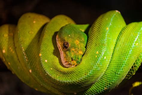 Image result for Python Reptile