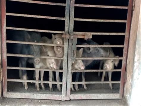 Many pigs die in UP's Sambhal, livelihoods affected, veterinary officer ...