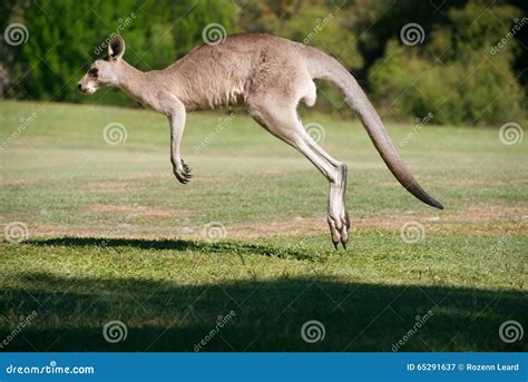 Hopping In Kangaroos at Jerald Hunt blog