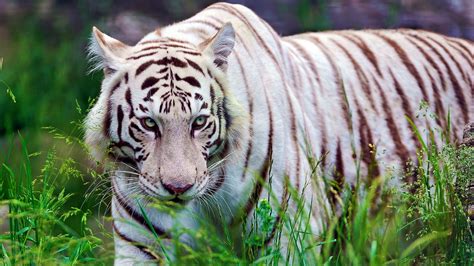HD White Tiger Bengal Tiger HD Wallpaper