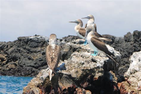 Animals and Plants from the Galápagos Islands: Unique Biodiversity