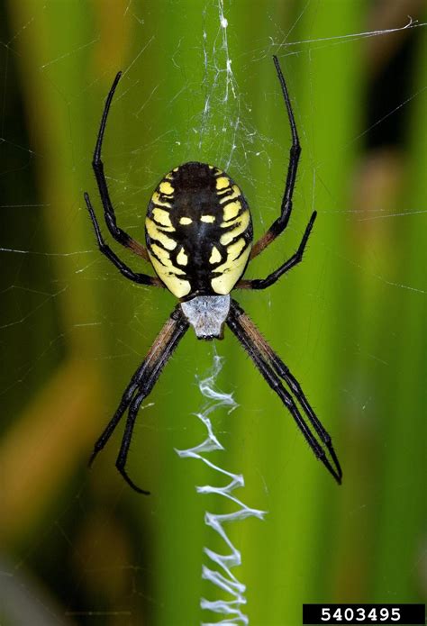 yellow garden spider (Argiope aurantia Lucas)