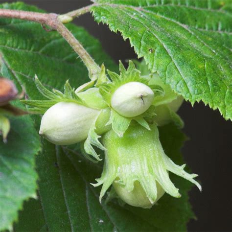 Hazelnut (Corylus avellana) Plants for Sale — Mahindra Nursery