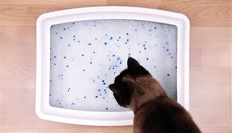 Get The Facts: Diabetes Signs and Symptoms in Dogs and Cats - We Are Family