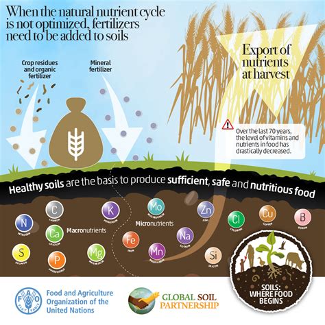 Calcium Cycle In Soil