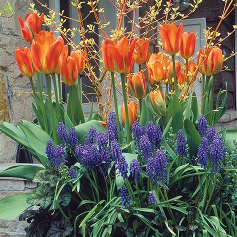 Image result for Spring Bulbs in Containers