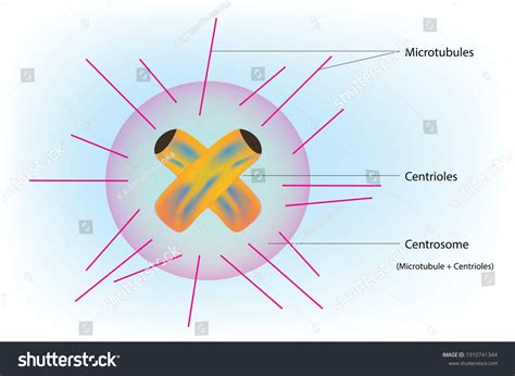 451 imágenes de Centrosoma - Imágenes, fotos y vectores de stock ...