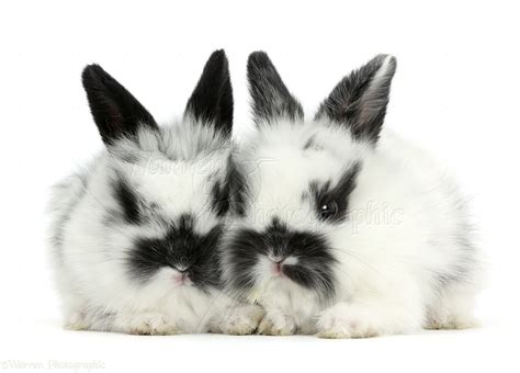 Black And White Dwarf Bunnies Adorable Baby White Rabbit With Black