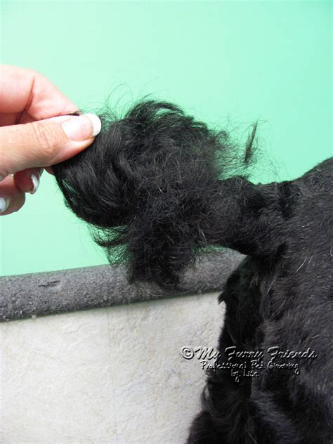 Image result for Cockapoo Tail