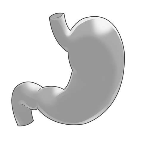 胃の外見のイラスト🎨【フリー素材】｜看護roo![カンゴルー]