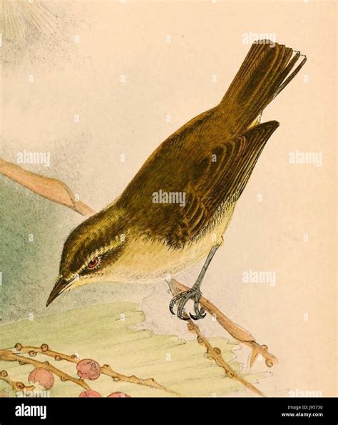 Phylloscopus sarasinorum sarasinorum is a subspecies of the ...