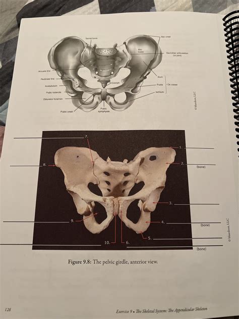Pectineal Line Of Pubis Function at Jade Haylen blog