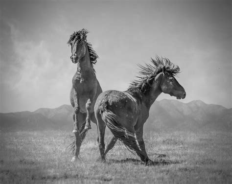Shane Russeck - "Wonder Horses" 24x36 - Black and White Photography, Wild Horses Mustangs For ...