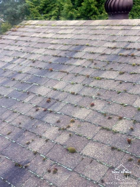 Roof Algae and Moss Removal, Cleaning and Prevention Services in Surrey, Langley and White Rock ...