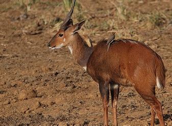 Kenya Safari Animals | Wildlife in Kenya