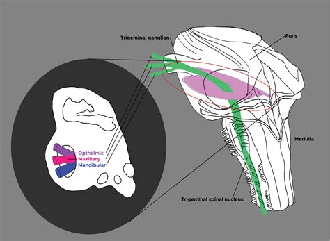 Neuroanatomy, Cranial Nerve 5 (Trigeminal) | Treatment & Management ...