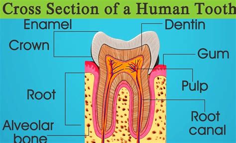 Image result for Tooth Diagram