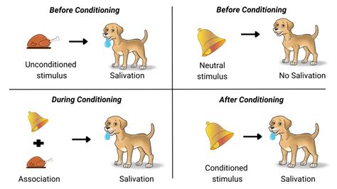 Classical Conditioning: Pavlov's Dog Experiment