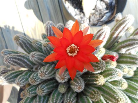 Peanut Cacti in Bloom - Echinopsis Chamaecereus
