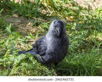 Image result for Crow Front View