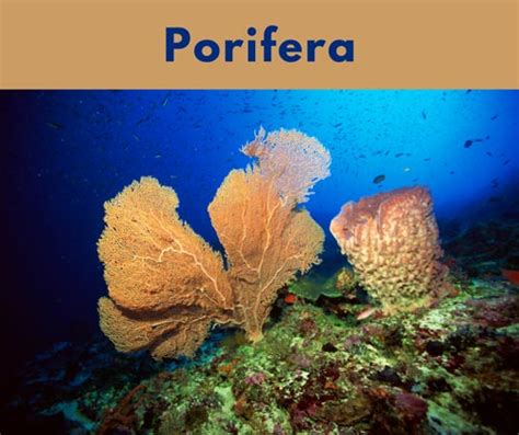 Animal Classification Chart Order 的图像结果