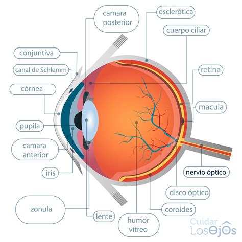Partes Del Ojo